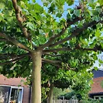 Walvisch Ghyspe Wormer