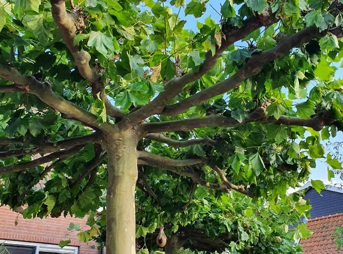 Walvisch Ghyspe Wormer